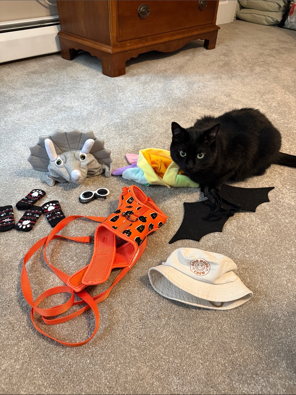 Halloween Costume Set with Orange Harness and Accessories. Cat or Dog 🐕 🐈‍⬛